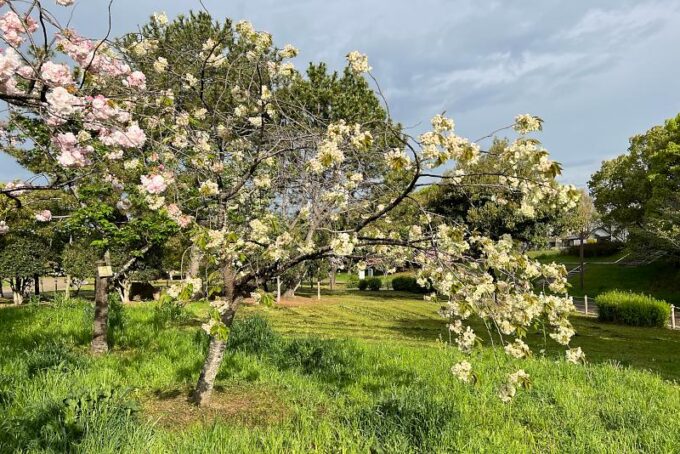 ウコンザクラ・鬱金桜・黄桜