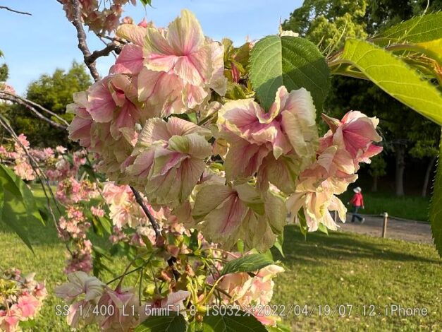ウコンザクラ・鬱金桜・黄桜・キザクラ