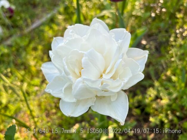 八重チューリップ