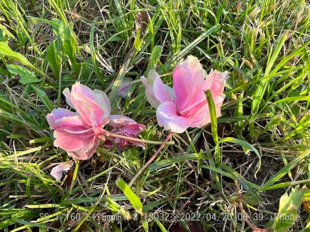 ウコンザクラ・鬱金桜・黄桜