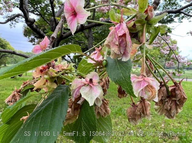 ウコンザクラ・鬱金桜・黄桜