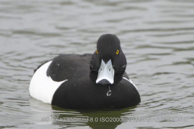 キンクロハジロ