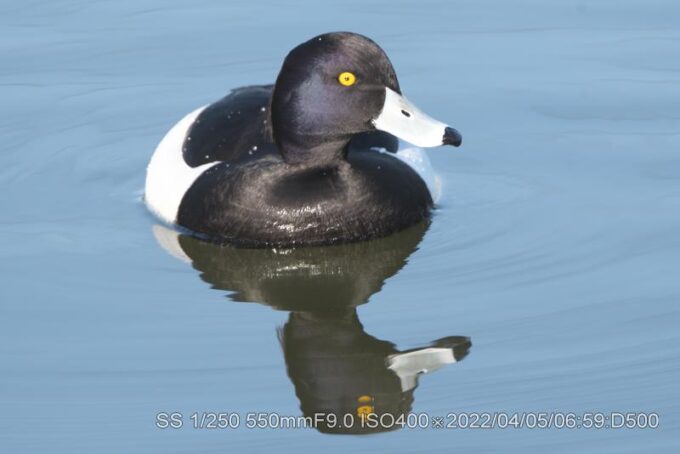 キンクロハジロ