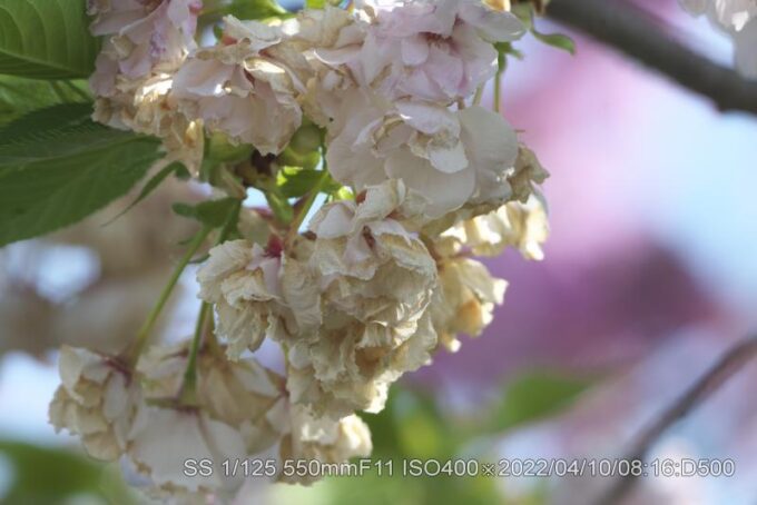 散らない八重咲き