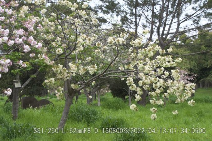 ウコンザクラ・鬱金桜・黄桜