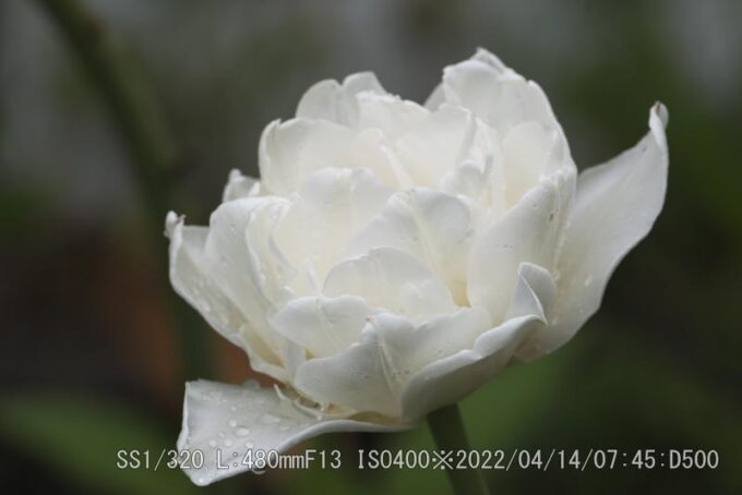 八重チューリップ