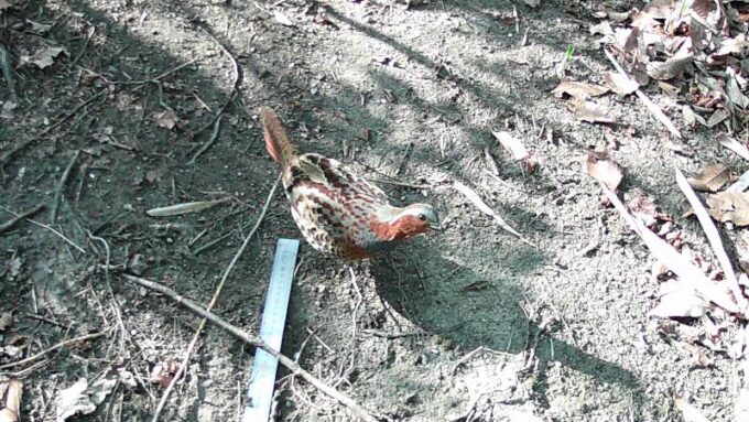 コジュケイ・小綬鶏