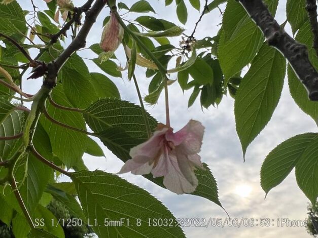 ウコンザクラ・鬱金桜・黄桜