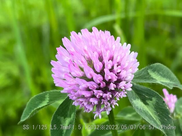 レッドクローバー/ムラサキツメクサ