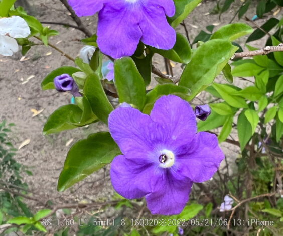 ボケの木に似ている