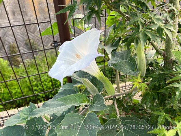 チョウセンアサガオ