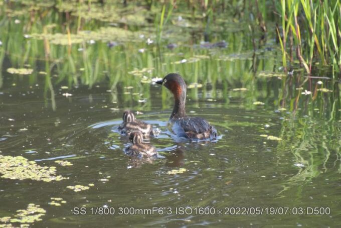 カイツブリ親子