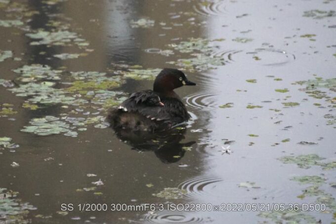 雛一羽が行方不明
