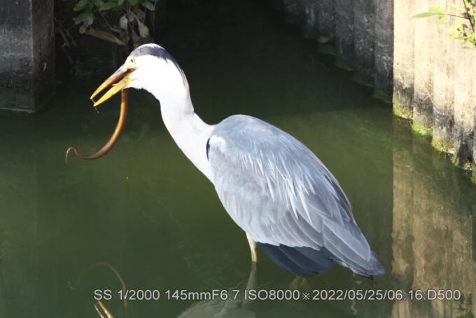 アオサギ&ウナギ