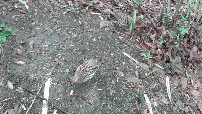 コジュケイ・小綬鶏の番