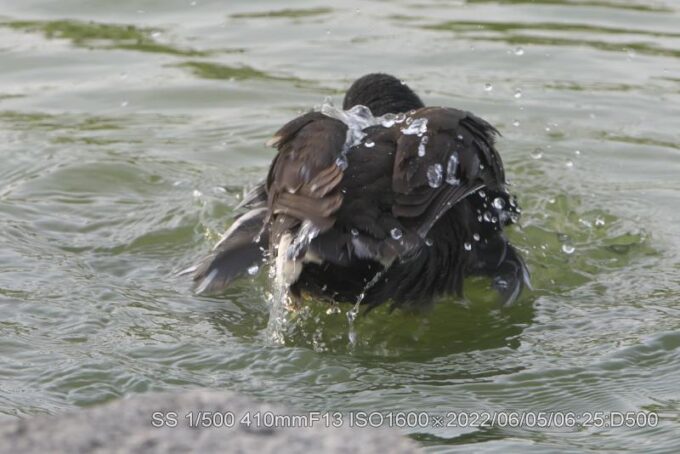 親鳥は水浴び中
