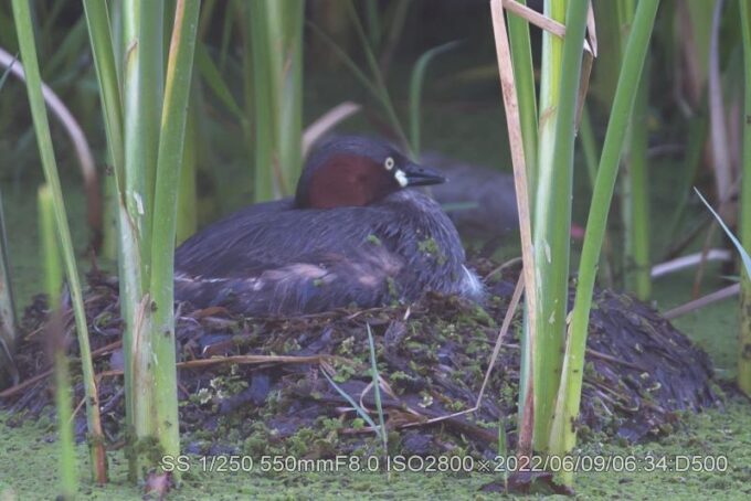 抱卵中。位置が