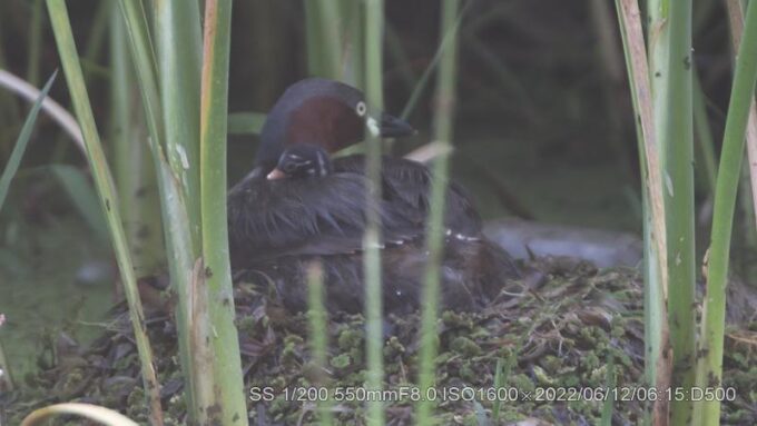 カイツブリ雛誕生