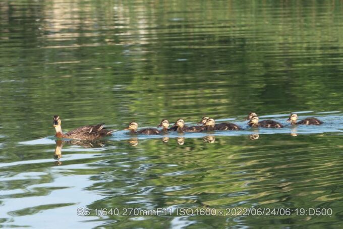弁天池・カルガモ親子