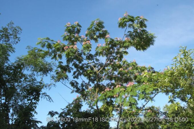 ネムノキ [合歓の木]