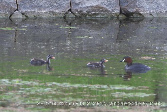 雛３羽無事に居た