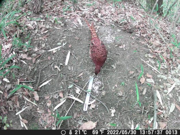 久しぶりの登場。