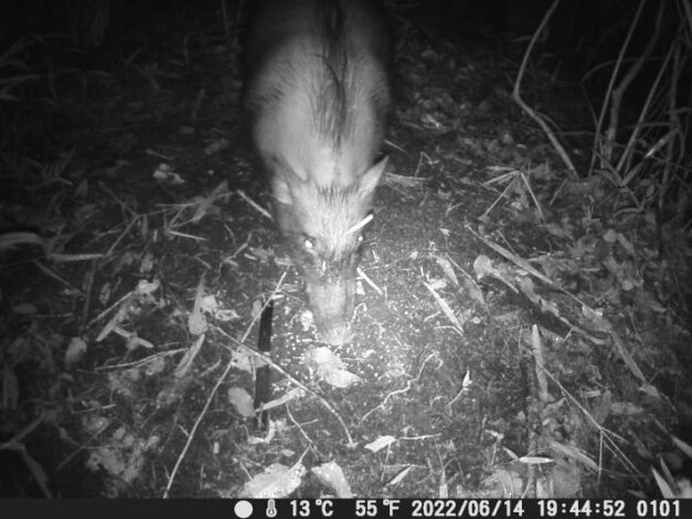 2022/06/14イノブタ