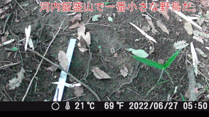 ヤブサメ・藪鮫