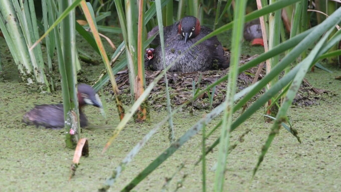 雛誕生から４日目