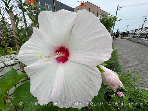 タイタンビカス