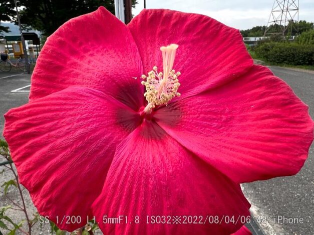 タイタンビカス