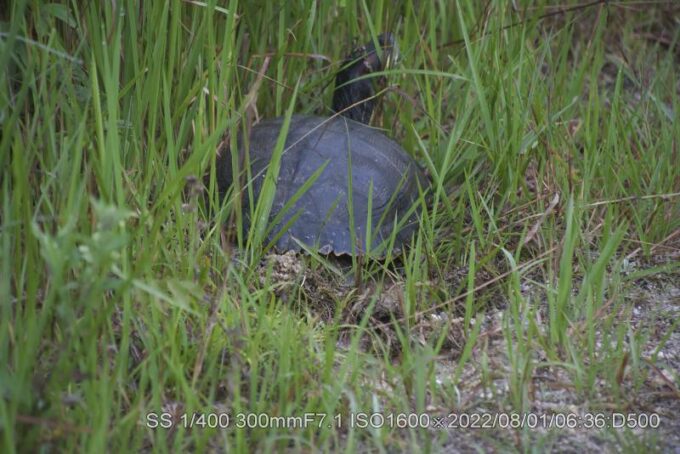 ミシシッピアカミミガメ