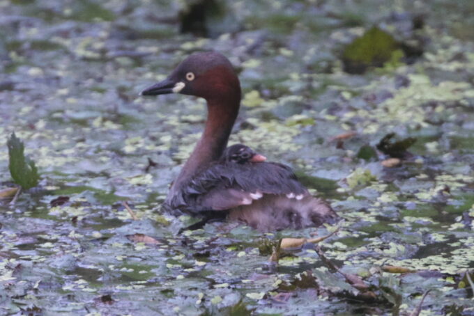 孵化して間が無い。