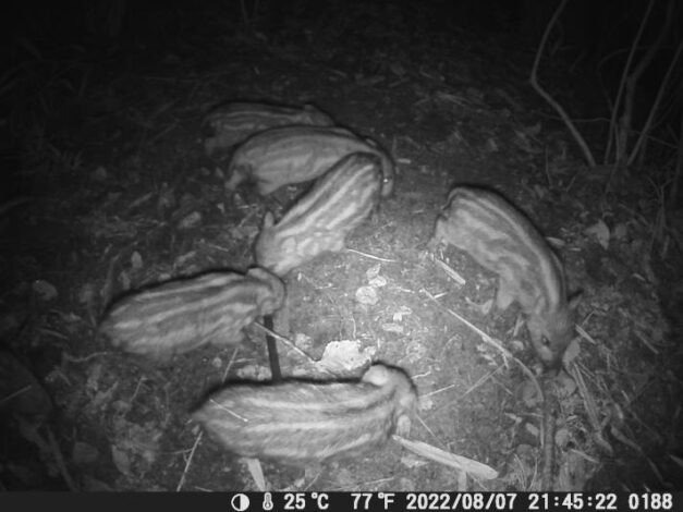 イノブタ・ウリンコ７匹