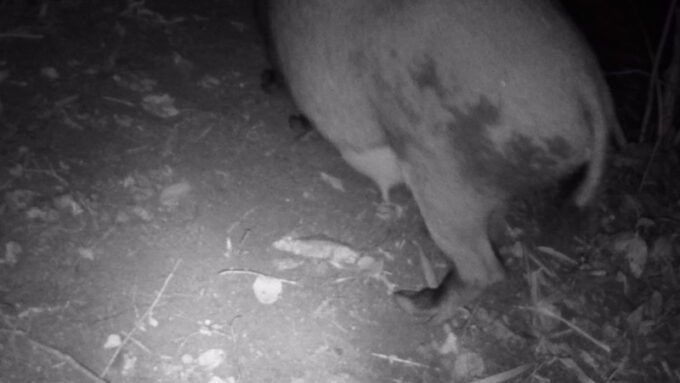 イノブタ（メス）