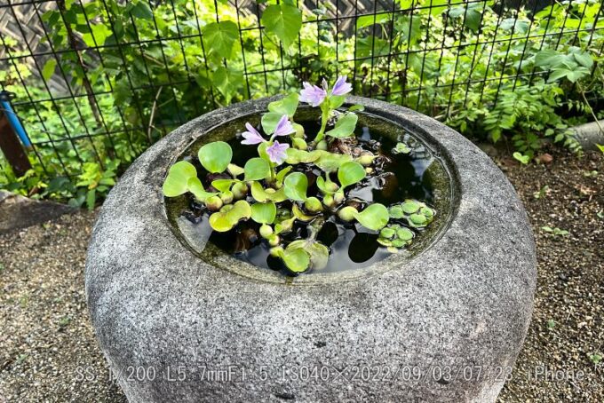 ホテイアオイ（布袋葵