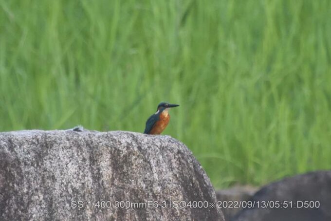 久しぶりの登場。