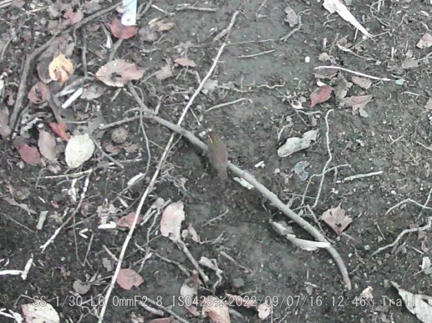 藪鮫・ヤブサメ・藪雨