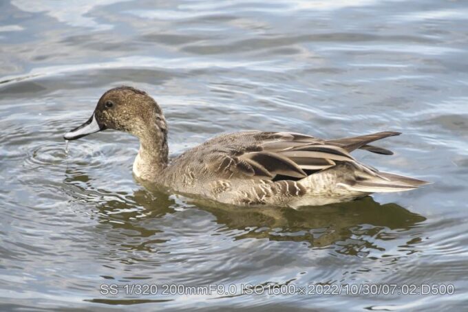 オナガガモ　メス
