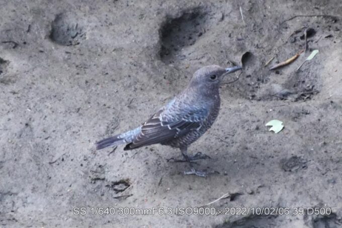 イソヒヨドリ　オス　若鶏