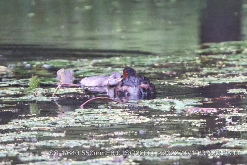 親離れしない。