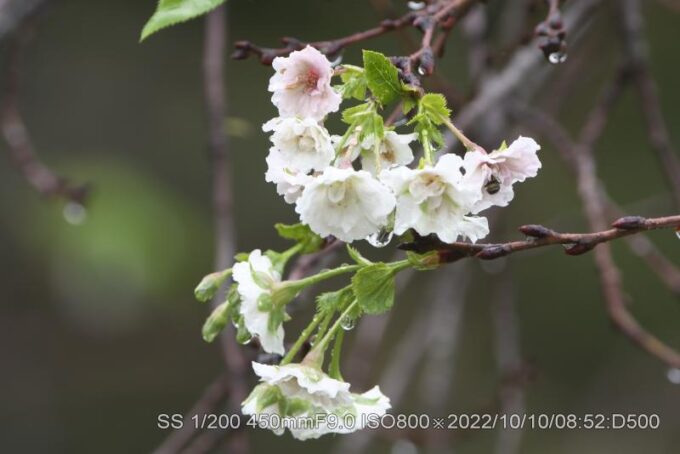 開増えた増えた