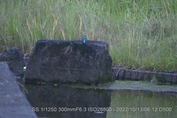 何故か背中を見せて