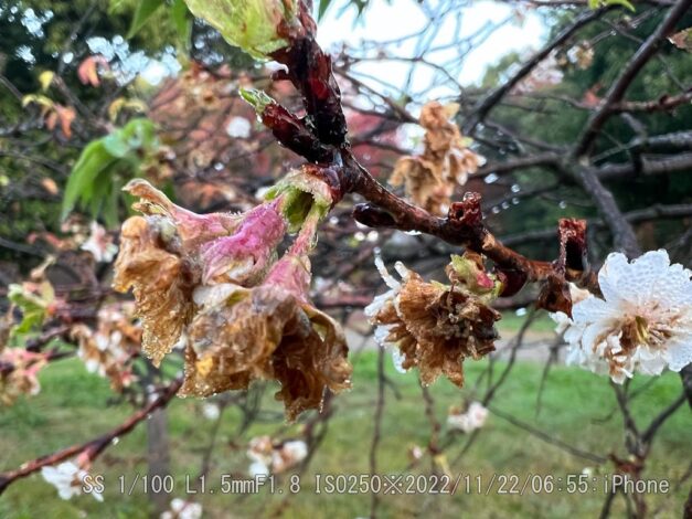 ジュウガツザクラ