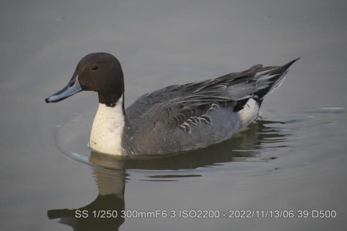 オナガガモ・オス