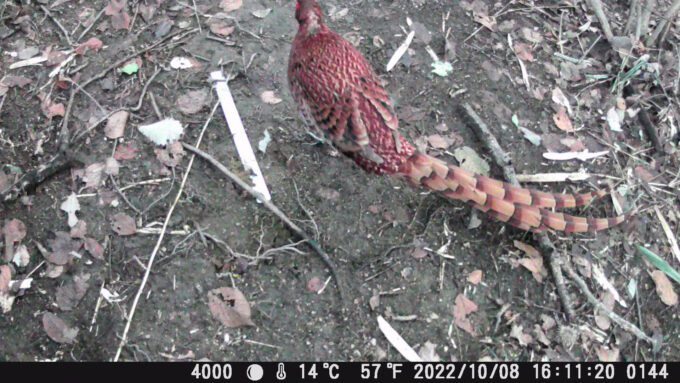 ヤマドリ換羽から尻尾伸びる