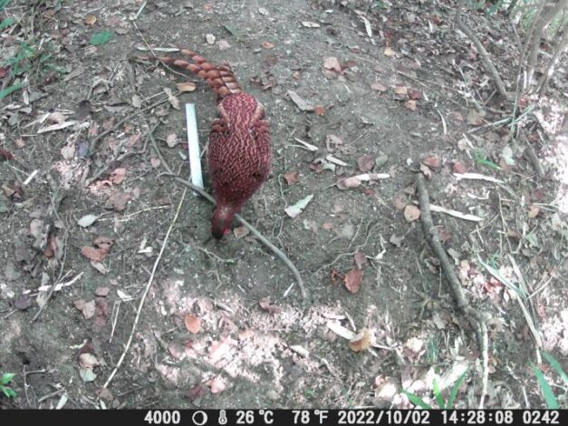 ヤマドリ禿げ回復せず