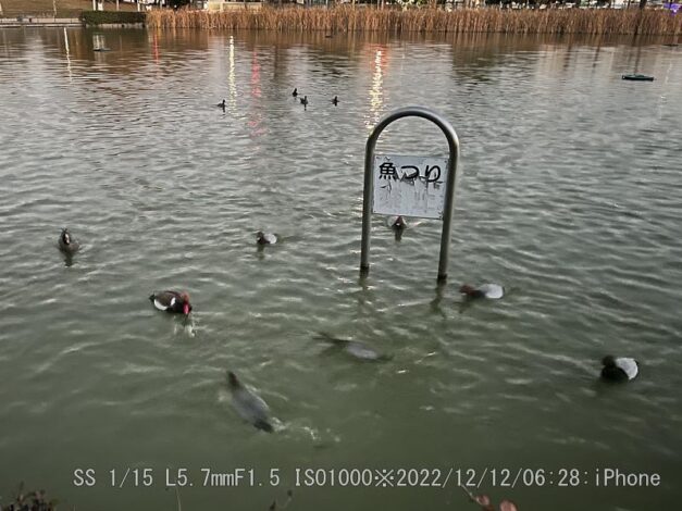 アカハシハジロ