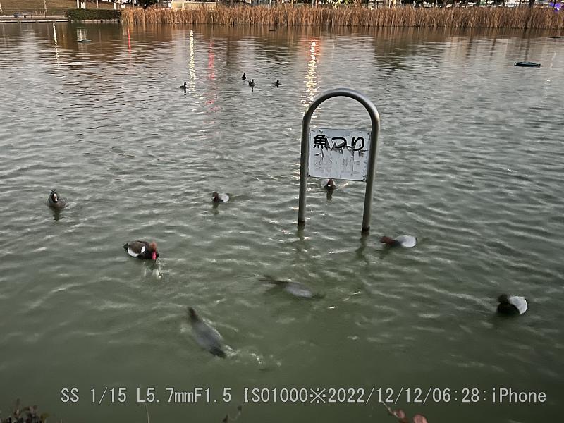 アカハシハジロ