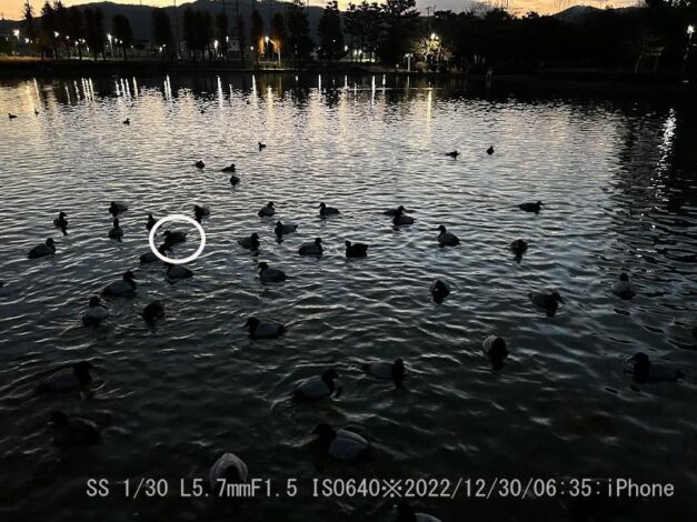 アカハシハジロ不明